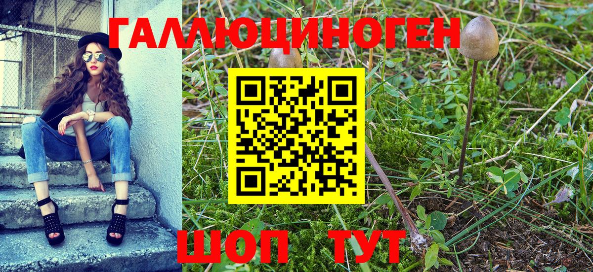 Псилоцибиновые грибы Psilocybe Ноябрьск
